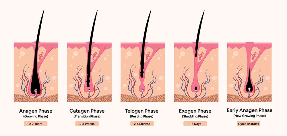 Illustration of the hair growth cycle